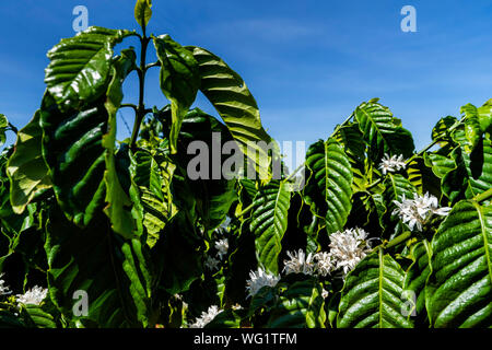 Fleur de café arabica et robusta sur baies arbre en ferme, Gia Lai, au Vietnam Banque D'Images