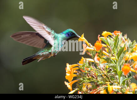 Gros plan du moindre Violet-ear ( cyanotus Colibri colibri) en vol, le Panama. Trouvé du Costa Rica au nord de l'Amérique du Sud Banque D'Images