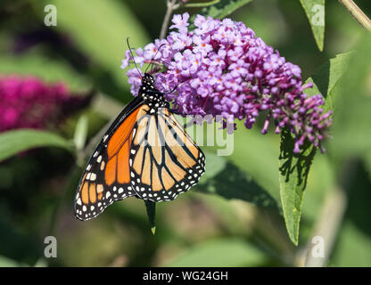 Gros plan du papillon monarque (Danaus plexippus) on Butterfly Bush durant la migration d'automne,Ontario,Canada Banque D'Images