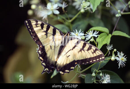 Gros plan du Tiger Swallowtail butterfly Papilio glaucus nectar ( ) sur les fleurs en Ontario,Canada Banque D'Images