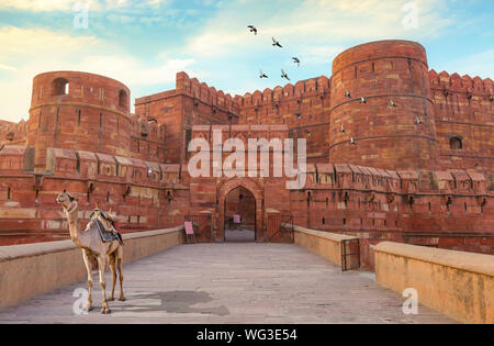 Fort d'agra - historique fort de grès rouge de l'Inde médiévale au lever du soleil. Fort d'Agra est un site classé au patrimoine mondial dans la ville d'Agra, Inde. Banque D'Images