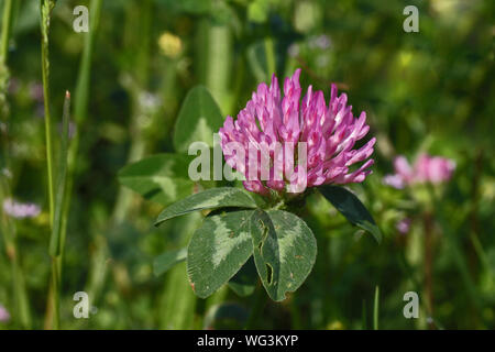 Trèfle rouge ou rose en fleur symbot État du Vermont Amérique Trifolium pratense trèfle champ sauvage ou en fleur avec des feuilles panachées en Italie en springt Banque D'Images
