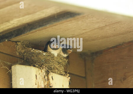 Mignon bébé deux hirondelles, Hirundo rustica, assis dans leur nid sous les toits d'un bâtiment. Banque D'Images