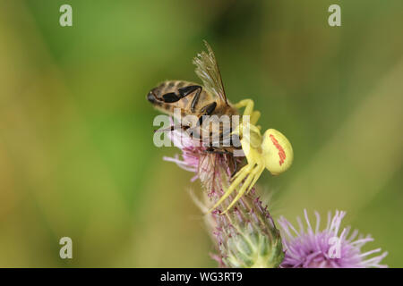 Une araignée Crabe chasse, Thomisidae, Misumena vatia, se nourrissant d'une abeille, qu'il vient d'accroché à une fleur de chardon. Banque D'Images