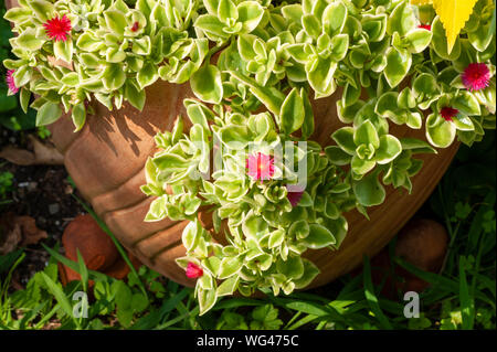 Bébé soleil rose est une plante panachée (Mesembryanthemum cordifolium) en fleurs,dans un pot en terre cuite. Jardins de Sedgwick sur Hill Estate, à Beverly, MA Banque D'Images