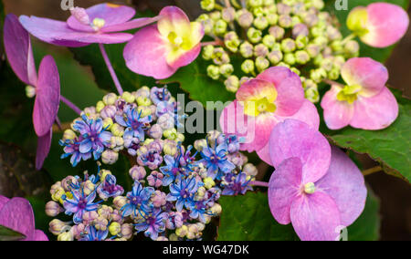 Hydrangea macrophylla 'Blueberry Cheesecake' - un hortensia lacecap en fleur. Jardins de Sedgwick sur Hill Estate, à Beverly, MA Banque D'Images