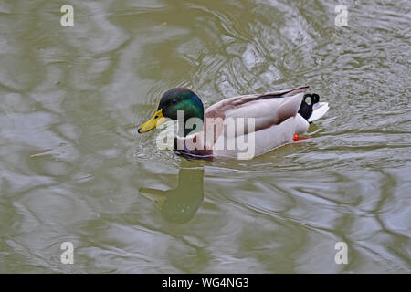 Canard colvert mâle ou de canard ou drake close up nom Latin Anas platyrhynchos nager sur une rivière à Oxford en Angleterre Banque D'Images