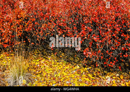 Une pointe de couleur à l'automne de l'Arctique dans les bouleaux nains la toundra de l'Alaska, Denali National Park, Alaska Banque D'Images