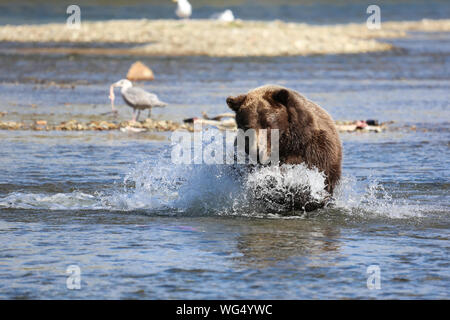 L'ours brun d'Alaska (grizzli) la pêche du saumon sockeye, Seagull avec des poissons en arrière-plan, ruisseau Moraine, Katmai National Park, Alaska Banque D'Images