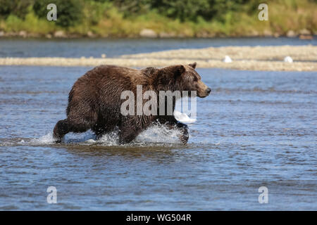 L'ours brun d'Alaska (grizzli) traversant le lit de la rivière au saumon, la chasse au ruisseau Moraine, Katmai National Park, Alaska Banque D'Images