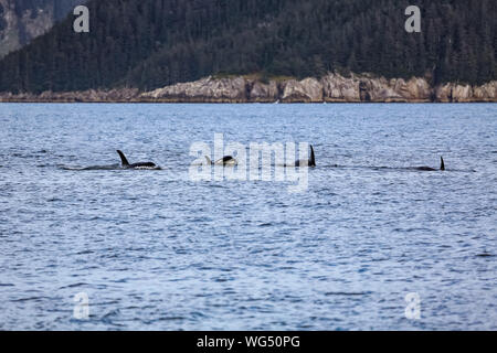 Groupe d'Orques ou épaulards nageant à la surface de l'eau, Kenai Fjords National Park, Alaska Banque D'Images