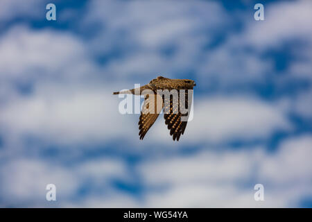 Un Australien Brown Falcon (Falco Berigora) en vol à la recherche de nourriture après les inondations de Birdsville, qui a rempli les rivières locales avec de l'eau Banque D'Images