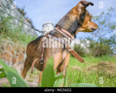 Chiot pinscher nain se faufiler à travers l'herbe. Banque D'Images