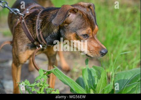 Chiot pinscher nain se faufiler à travers l'herbe. Banque D'Images