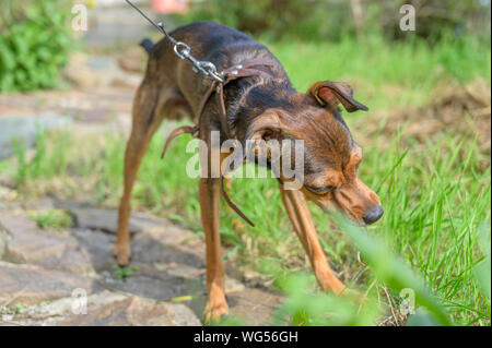 Chiot pinscher nain se faufiler à travers l'herbe. Banque D'Images