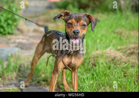 Chiot pinscher nain se faufiler à travers l'herbe. Banque D'Images