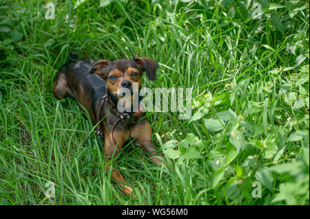Chiot pinscher nain se faufiler à travers l'herbe. Banque D'Images