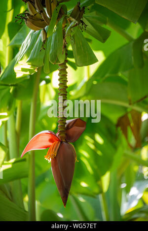 L'inflorescence de la banane avec des fleurs mâles et des bananes au Tyndall Pioneer Homestead de Jupiter, en Floride. (ÉTATS-UNIS) Banque D'Images