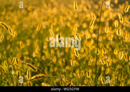 Plantes sauvages au coucher du soleil au cours de l'heure d'or avec des effets de flou en arrière-plan Banque D'Images