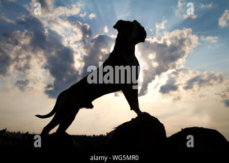 Pit Bull debout contre le soleil au coucher du soleil Banque D'Images