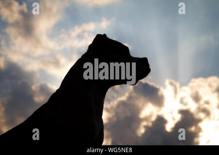 Portrait d'un Pit Bull contre le soleil au coucher du soleil Banque D'Images