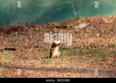 Manger Chipmunk Nice Banque D'Images