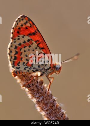 Un Spotted Fritillary Papillon, Melitaea didyma reposant sur une fleur de l'herbe en fin d'après-midi ensoleillé. Banque D'Images