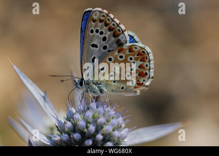 Un papillon bleu, Polyommatus icarus, se nourrit sur les fleurs de Eryngium sp. Banque D'Images