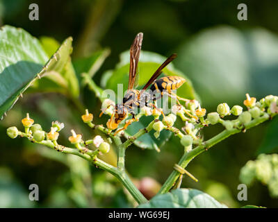 Un document du Rothney, guêpe polistes rothneyi, sur une grappe de petites fleurs dans un bushkiller park à Yokohama, Japon Banque D'Images