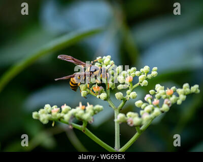 Un document du Rothney, guêpe polistes rothneyi, sur une grappe de petites fleurs dans un bushkiller park à Yokohama, Japon Banque D'Images