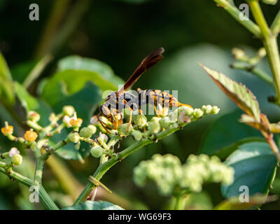 Un document du Rothney, guêpe polistes rothneyi, sur une grappe de petites fleurs dans un bushkiller park à Yokohama, Japon Banque D'Images