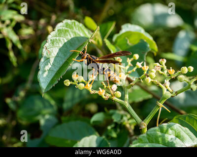 Un document du Rothney, guêpe polistes rothneyi, sur une grappe de petites fleurs dans un bushkiller park à Yokohama, Japon Banque D'Images