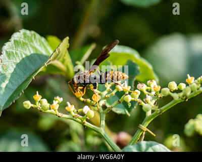 Un document du Rothney, guêpe polistes rothneyi, sur une grappe de petites fleurs dans un bushkiller park à Yokohama, Japon Banque D'Images