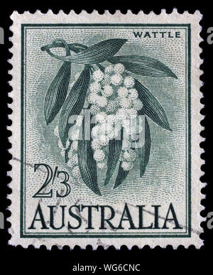 Timbres en Australie montre Golden Wattle, Acacia pycnantha, arbre, circa 1959. Banque D'Images