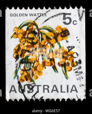 Timbres en Australie présente le Golden Wattle (Acacia) pycnatha, fleur nationale, vers 1970. Banque D'Images