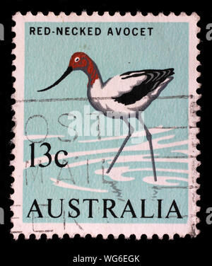 Timbres en Australie montrant Red-necked Avocet (Recurvirostra novaehollandiae), série d'oiseaux, vers 1966 Banque D'Images