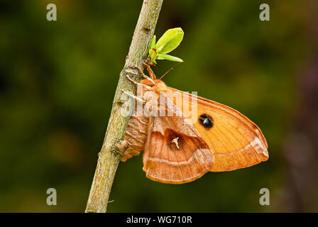 Aglia tau tau - Empereur, belle espèce des forêts et zones boisées avec lettre tau sur les ailes, en République tchèque. Banque D'Images