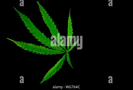 Plante médicinale vert feuille de cannabis à fond noir close up Banque D'Images