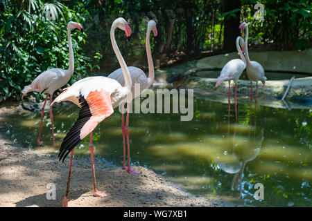 Flamants Roses sur le lac. Le concept d'animaux au zoo en Thaïlande Banque D'Images