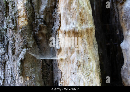 Un détail d'un vieux tronc d'arbre laissés à pourrir. L'arbre est mort il y a longtemps, et l'écorce des arbres est en baisse de révéler les dommages causés par les insectes. Un spide Banque D'Images
