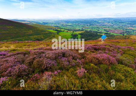 Denbighshire, Nord du Pays de Galles, UK 1er septembre 2019. Météo France : des températures plus froides à la fin avec la pluie dans les prévisions pour certaines parties de l'Angleterre comme la floraison violet Heather s'approche de sa fin de floraison comme ce matin tôt walker découvert en admirant la vue sur la plage de Clwydian, Nord du Pays de Galles/AlamyLiveNews DGDImages © Banque D'Images