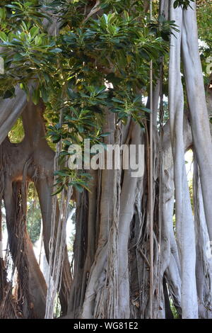 Le Grand Trunk racines aériennes des Ficus macrophylla un strangler fig Banque D'Images