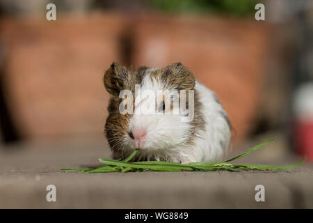 Petit mignon adorable bébé cochon mange de l'herbe à l'extérieur Banque D'Images