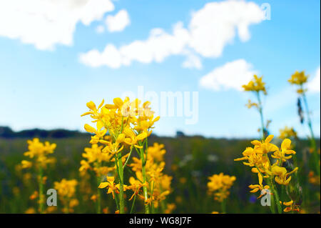 Floraison jaune Celandines Chelidonium majus ou sur une prairie, ciel bleu, les nuages blancs sur une journée d'été. Banque D'Images