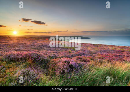 Coucher de soleil sur heather en fleurs sur le North York Moors National Park Ravenscar ci-dessus et à Robin Hood's Bay au Yorkshire Banque D'Images