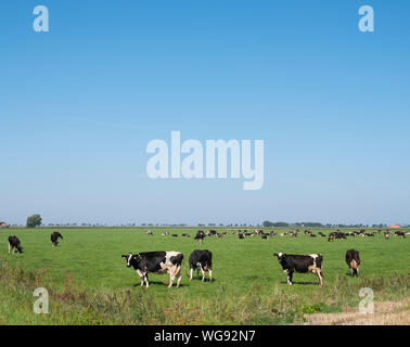 Les vaches noires et blanches en plat pays de Groningen aux Pays-Bas Banque D'Images