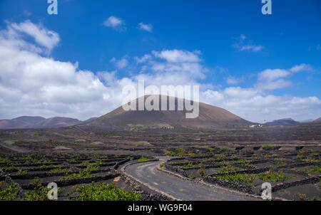 La Geria, Lanzarote dans les vignes avec leur patron caractéristique de vignes dans les petits cratères d'origine protégée par des murs bas Banque D'Images