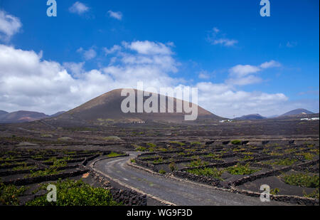 La Geria, Lanzarote dans les vignes avec leur patron caractéristique de vignes dans les petits cratères d'origine protégée par des murs bas Banque D'Images