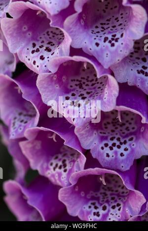 Fleurs d'une digitale pourpre (Digitalis) close up, Bavière, Allemagne Banque D'Images