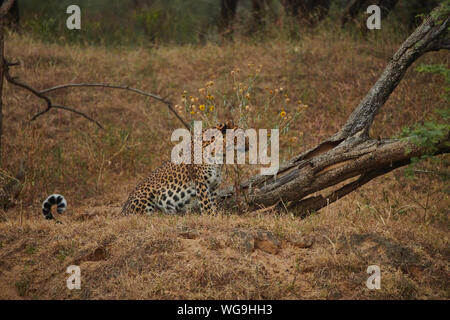 L'intérieur du sanctuaire, Jhalana Leopard, située à l'intérieur de la ville de Jaipur. Banque D'Images